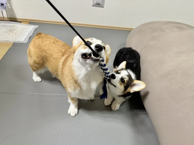 室内で遊ぶコパンちゃんとポルテちゃん▶たくさん遊んだ後は(⇒次へ)
