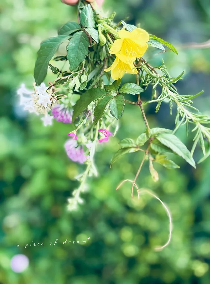 摘んだお花もきっとかわいく飾れると思います