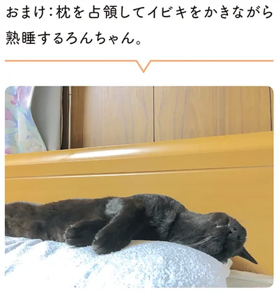 おまけ：枕を占領してイビキをかきながら熟睡するろんちゃん