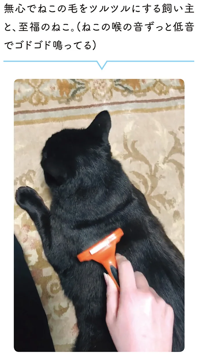 無心でねこの毛をツルツルにする飼い主と、至福のねこ