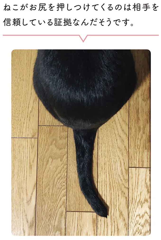 ねこがお尻を押し付けてくるのは相手を信頼している証拠なんだそうです