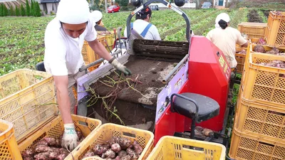 干し芋の産地は、名産地として知られる茨城県ひたちなか市です