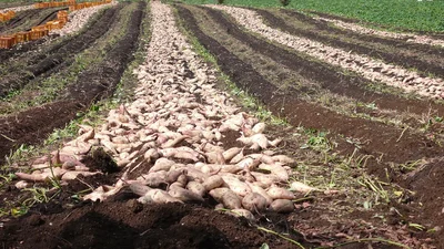 サツマイモの収穫は9月～。畑一面にサツマイモが広がる風景は圧巻です