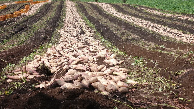 サツマイモの収穫は9月～。畑一面にサツマイモが広がる風景は圧巻です