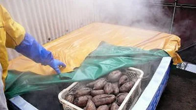 サツマイモってふかすと、甘みが引き出され、食感がよくなるんですね