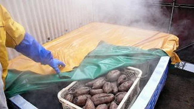 サツマイモってふかすと、甘みが引き出され、食感がよくなるんですね