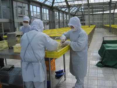 1㎝の厚さにスライスしたサツマイモを今度はケースに並べて天日干しにします