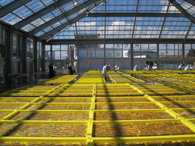 大きな天日干し場。表側を3日、ひっくり返して裏側を1日、合計4日間、太陽の日差しにさらします