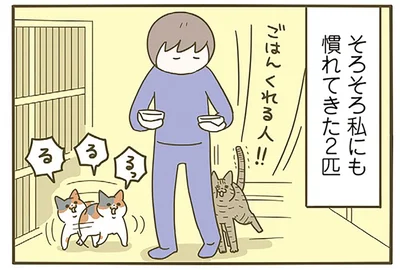 我が家にやってきてくれた新入り猫。徐々に慣れてきた2匹の成長が愛おしい