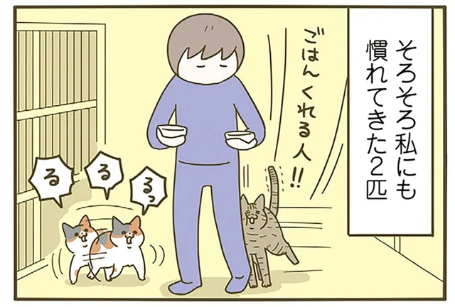 我が家にやってきてくれた新入り猫。徐々に慣れてきた2匹の成長が愛おしい