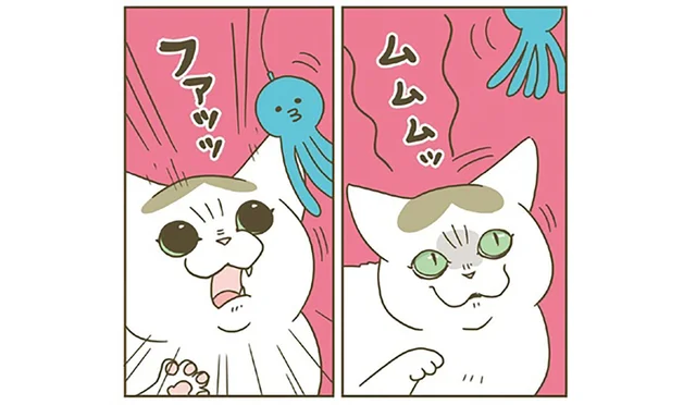「遊ぼう!」飼い主にかまってくれる猫。気合いのほどは?