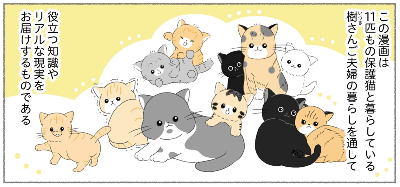 猫11匹と夫婦2人のにゃんかつファミリー。我が家で暮らす保護猫たちを