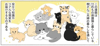 保護猫との暮らしをご紹介