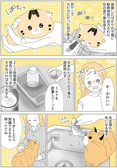 『にゃんかつ 11匹と2人の暮らし』より