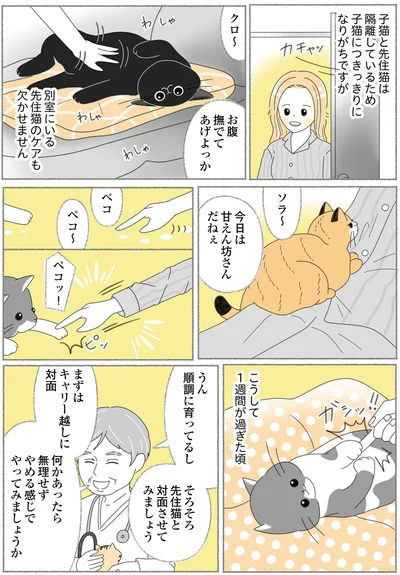 『にゃんかつ 11匹と2人の暮らし』より