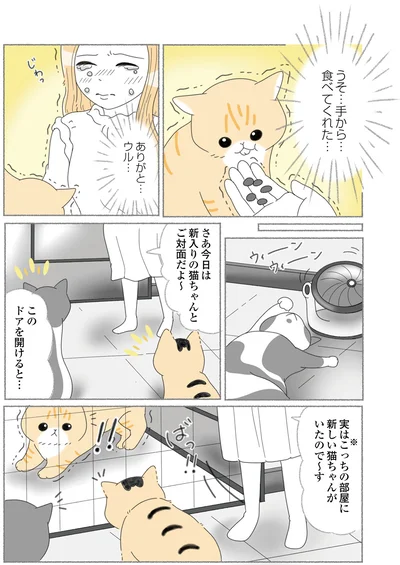 『にゃんかつ 11匹と2人の暮らし』より