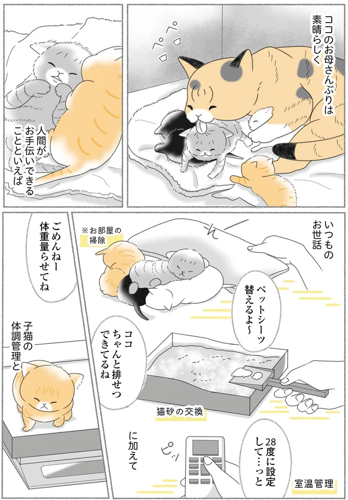 『にゃんかつ 11匹と2人の暮らし』より