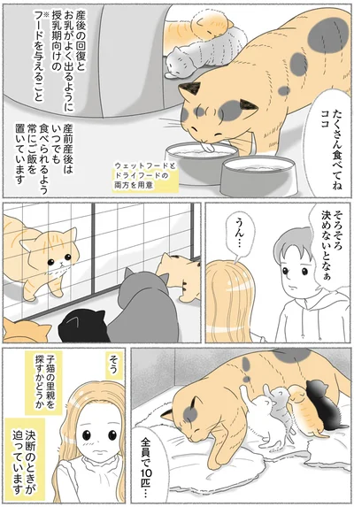 『にゃんかつ 11匹と2人の暮らし』より