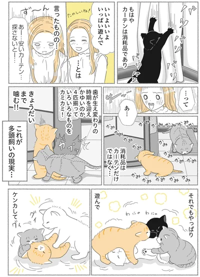 『にゃんかつ 11匹と2人の暮らし』より