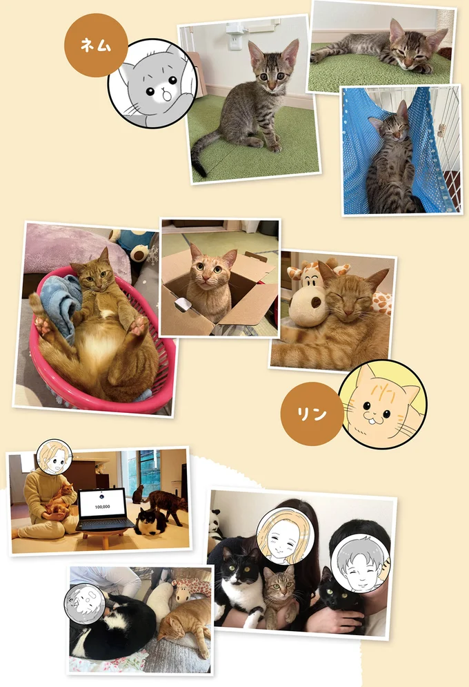 『にゃんかつ 11匹と2人の暮らし』より