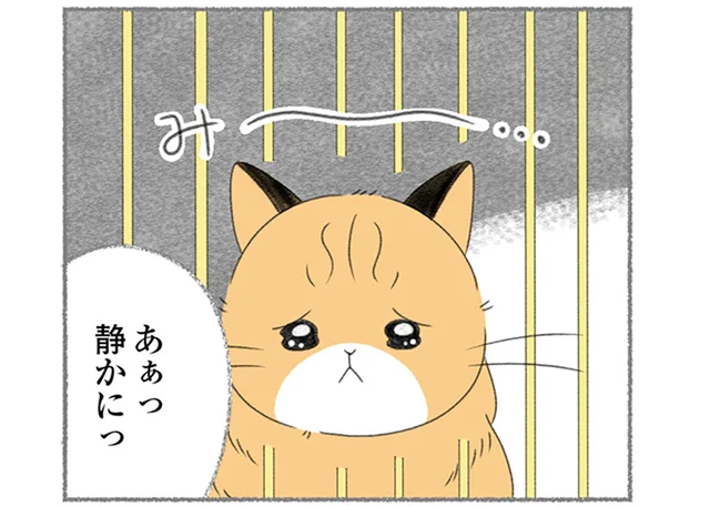 クローゼットの中でひっそりと飼われていた猫。ウチなら幸せにできるかもしれない!