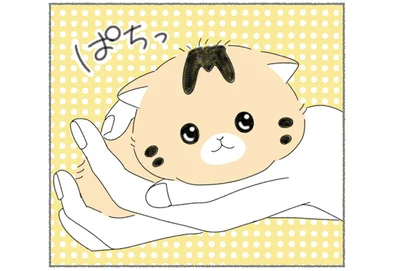 生後まもない子猫