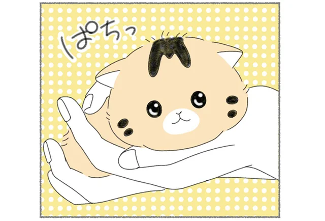 2～3時間おきの授乳でへとへと。生後まもない子猫を育てる苦労と喜び