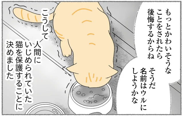 人間にいじめられていた猫を救いたい！警戒心が強い野良猫を保護する方法とは／にゃんかつ（8）