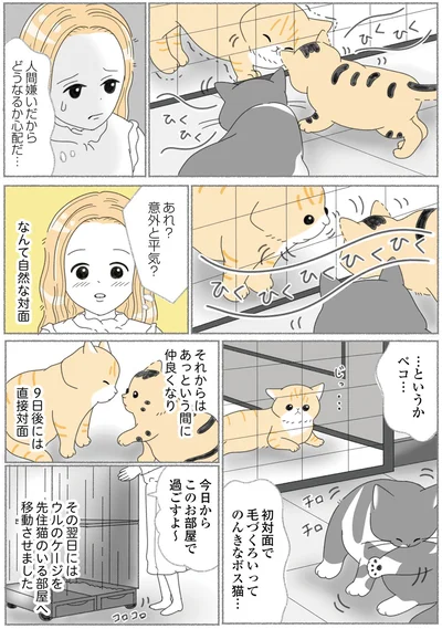 のんきなボス猫…