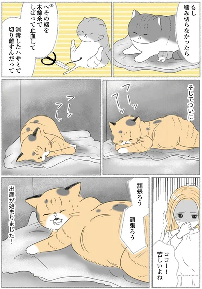 出産が始まりました！