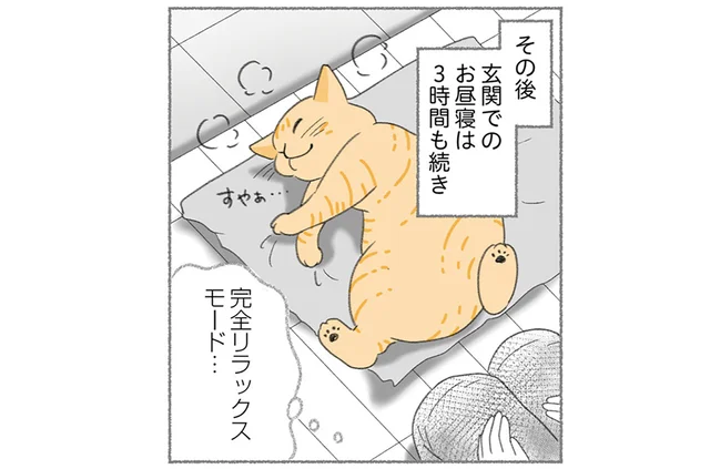 玄関で3時間もお昼寝！驚くほど人懐っこい野良猫との出会い／にゃんかつ（15）