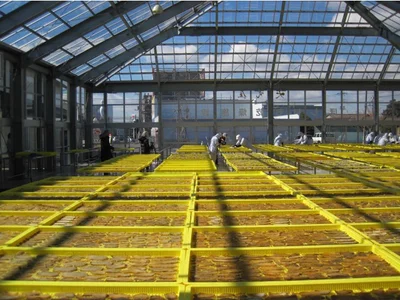 お芋を丁寧に天日干し