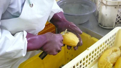 ほくほくのサツマイモを手作業で加工