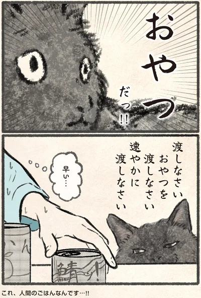 『今日もネコ様の圧が強い』より