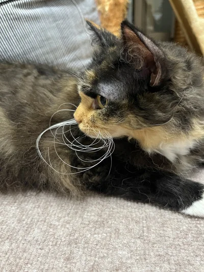 くるんくるん！▶……なだけでなく、ときには（⇒次へ）