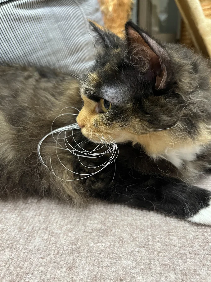 くるんくるん！▶……なだけでなく、ときには（⇒次へ）