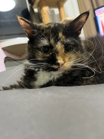 四方八方に向かってる！？▶まるでヒゲが意志を持ってるみたいですね（⇒次へ）