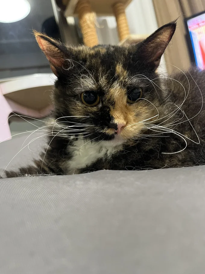 四方八方に向かってる！？▶まるでヒゲが意志を持ってるみたいですね（⇒次へ）