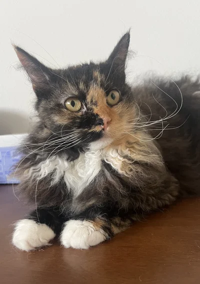 中世ヨーロッパの貴族だった……かも？▶くつろぐ姿も（⇒次へ）