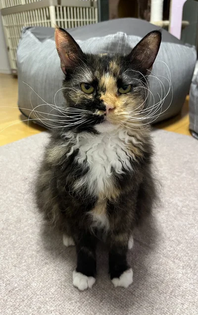 「猫界の重鎮」「勲章もらってそう」と大盛り上がり！▶エカちゃんは見た目どおり堂々とした子のようで（⇒次へ）