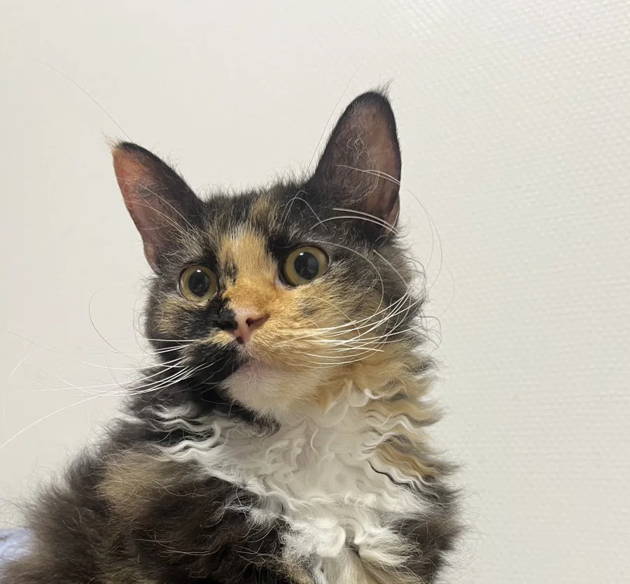 70年代ヴィンテージ大きな瞳や長いお髭が美しい招き猫 70年代