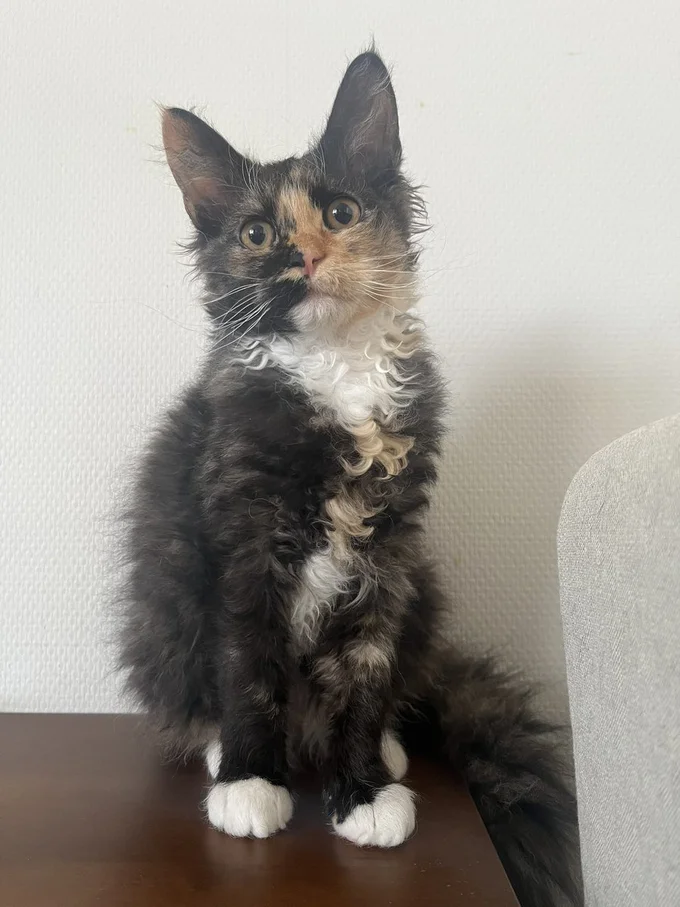 ヒゲはまだまっすぐ！でも威厳の片鱗は既にありますね！（笑）▶毛がカールしているエカちゃんは、（⇒次へ）