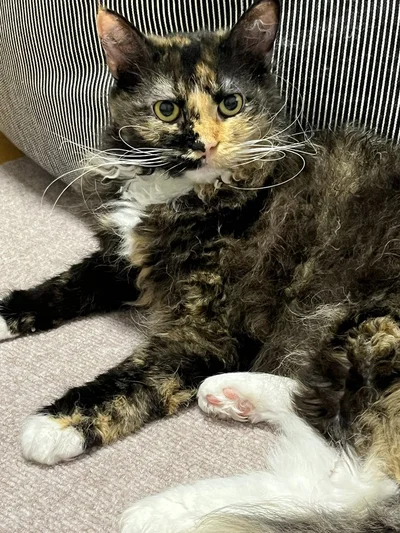 普通に撮ってもまるで絵画のよう！芸術的！▶生後5か月の頃は（⇒次へ）