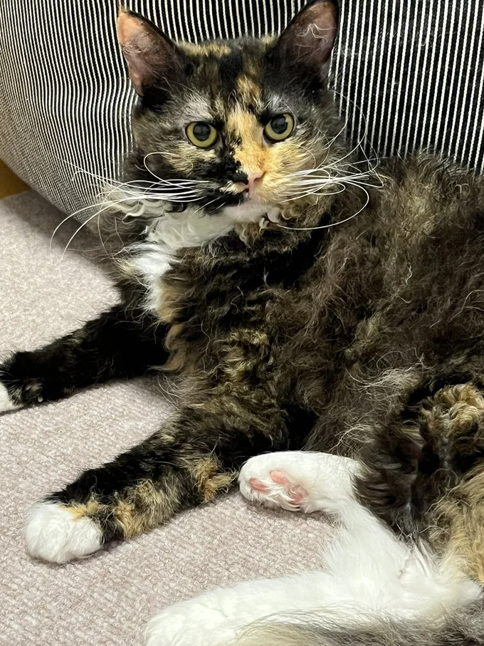 普通に撮ってもまるで絵画のよう！芸術的！▶生後5か月の頃は（⇒次へ）