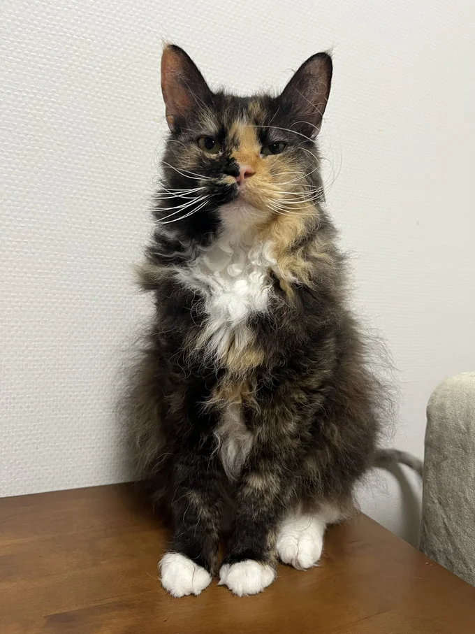 全身ふわふわくるくるなエカちゃんができあがっていたようです！▶横から見ても（⇒次へ）