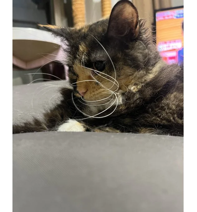 エカちゃんの芸術性が爆発した結果なのかもしれません▶もしかしたら前世は（⇒次へ）