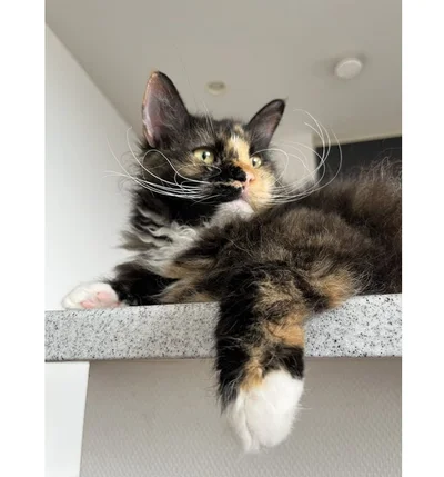 優雅で美しい……！（⇒次からは、ネコ様を溺愛する人間と、猫のすれ違いを描いたエピソード『今日もネコ様の圧が強い』が読めます！）