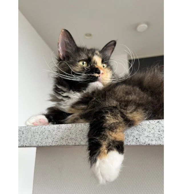 優雅で美しい……！（⇒次からは、ネコ様を溺愛する人間と、猫のすれ違いを描いたエピソード『今日もネコ様の圧が強い』が読めます！）