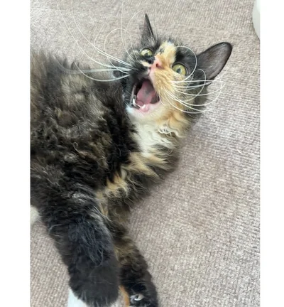 遠慮なんかしない！▶全身でその気持ちを表現していて（⇒次へ）