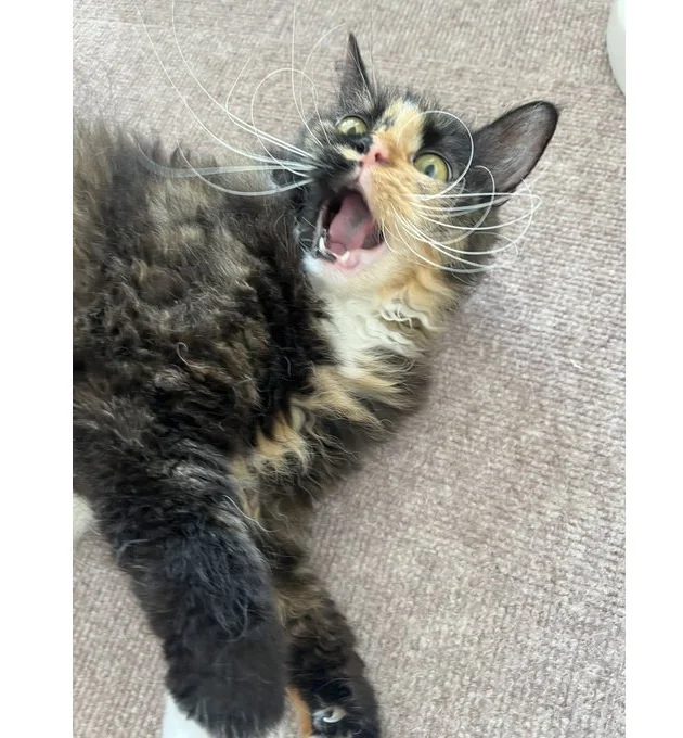 遠慮なんかしない！▶全身でその気持ちを表現していて（⇒次へ）